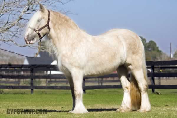 Honey | Gypsy Vanner Horse for Sale | Mare | Dappled Palomino